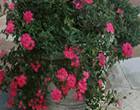 Atlanta landscapers